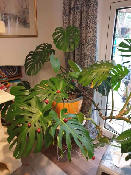 Photo of free Cheese plants (2) (Stroud GL5) #1