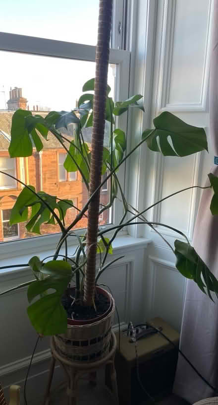 Photo of free Big cheese plant and pot (Trinity EH5) #2