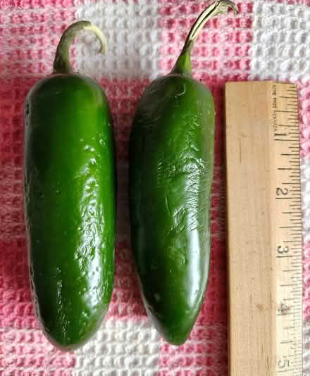Photo of free Large Jalapeños (Wellington Village) #1