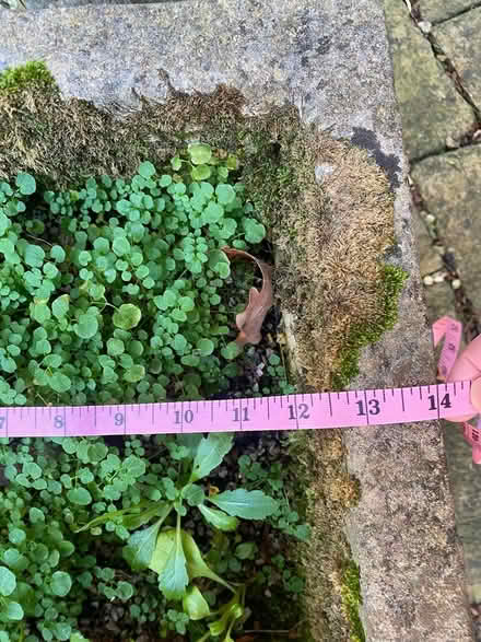 Photo of free stone planters (very heavy) (Axminster) #3