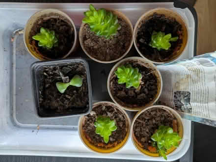 Photo of free Houseplant seedlings (Cheltenham GL51) #1