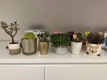 Photo of free Small succulents (Barry CF62) #1