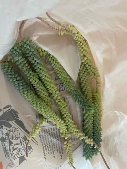 Photo of free Sedum (donkeys tail) plant cuttings (Hitchin, SG5) #1