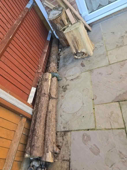 Photo of free Firewood - conifers (Panshanger AL7) #1
