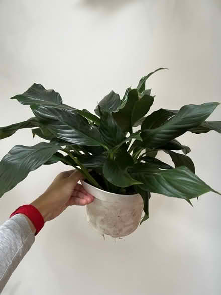 Photo of free 2 peace Lilly (RH12) #1