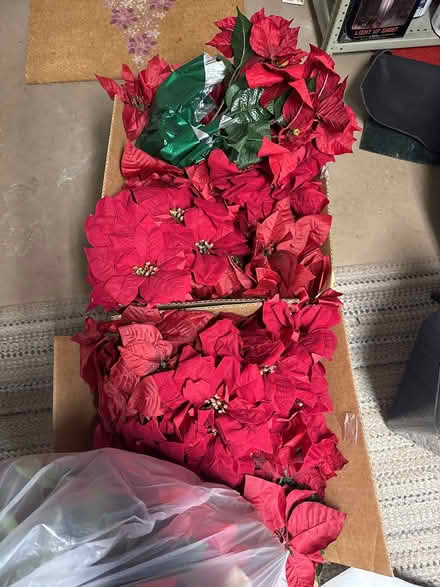 Photo of free Poinsettias (Center Valley, PA) #2
