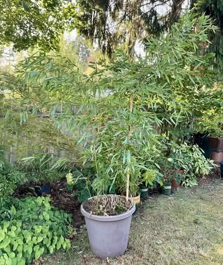 Photo of free Large bamboo in plastic pot (12727 1st NW in Broaview) #1
