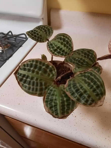 Photo of free Plant Rescue (Kips Bay, Manhattan) #1