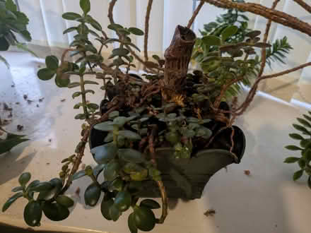 Photo of free House plant 5 (Stone st15) #1