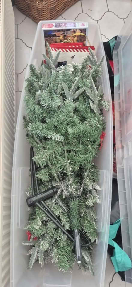 Photo of free Christmas tree (YO15, south side) #1