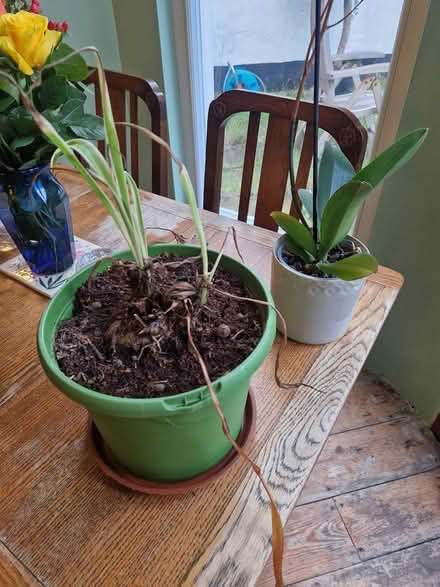 Photo of free Two struggling plants (Crystal Palace, SE19) #2