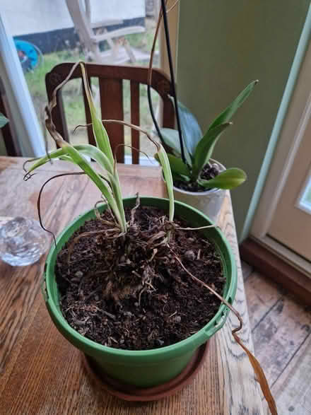 Photo of free Two struggling plants (Crystal Palace, SE19) #1