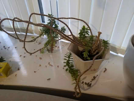 Photo of free House plant 6 (Stone st15) #1