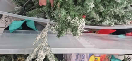 Photo of free Christmas tree (YO15, south side) #2