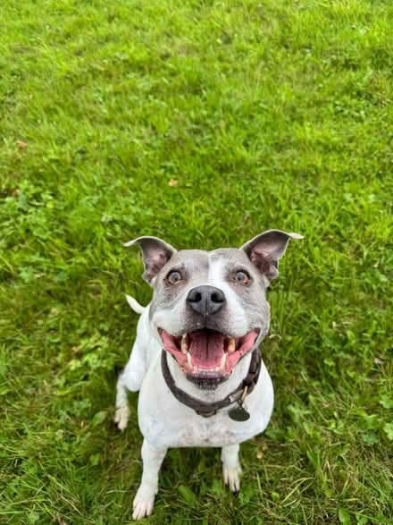 Photo of Stair gate for injured dog (Grafton, Shrewsbury) #1