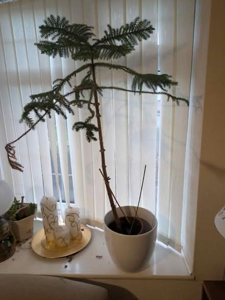 Photo of free House plant 7 (Stone st15) #1