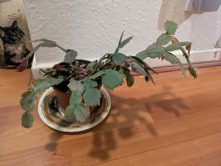 Photo of free House plant (Stone st15) #1