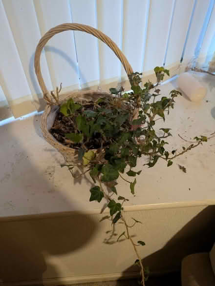 Photo of free House plant 4 (Stone st15) #1