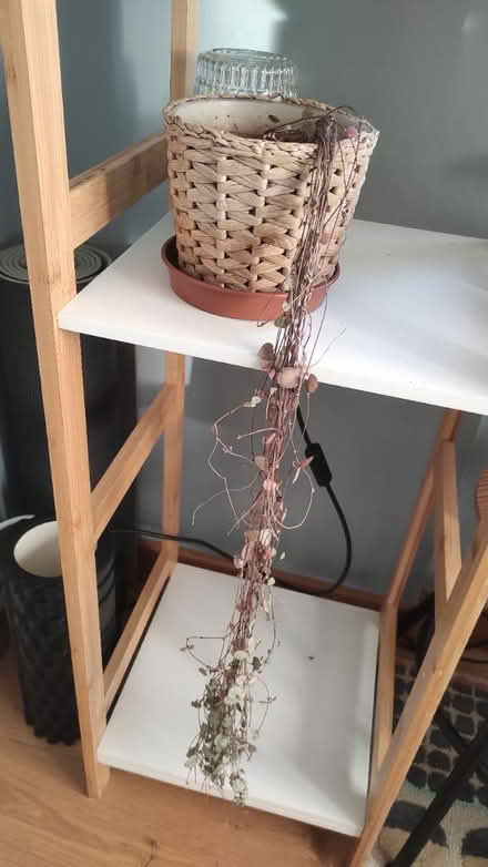 Photo of free indoor plant (Orchard Brae/Comely Bank EH4) #1