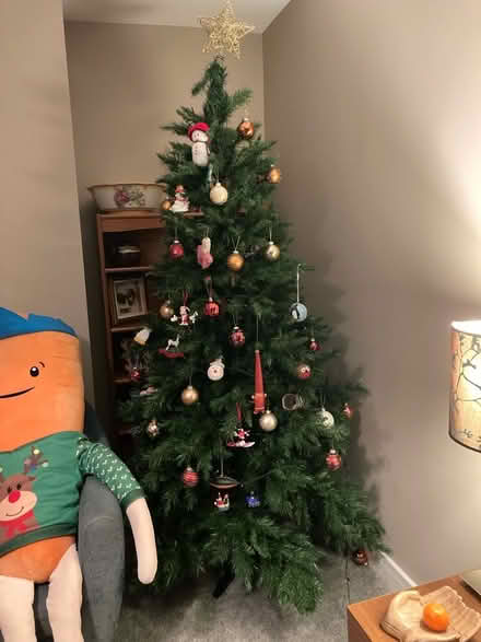 Photo of free 6ft Christmas tree (Howhlill Quarries HG2) #2