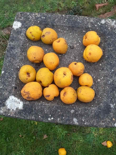 Photo of free japonica apples (IP4) #1