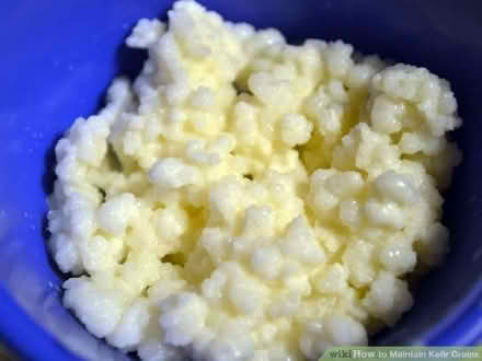 Photo of free Milk Kefir grains (St Just TR19) #1