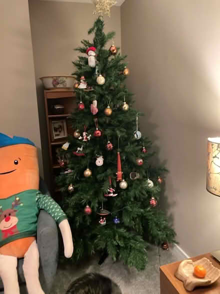 Photo of free 6ft Christmas tree (Howhlill Quarries HG2) #1
