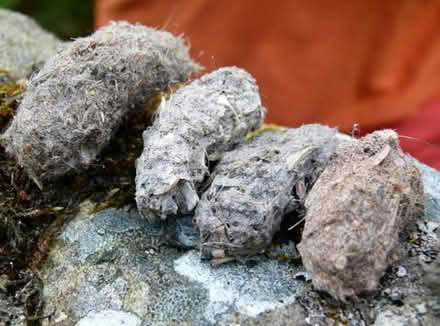 Photo of Owl Pellet (Tunbury Wood ME5) #1