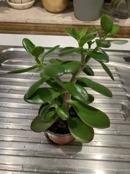 Photo of free Succulents (Broadstairs CT10) #2