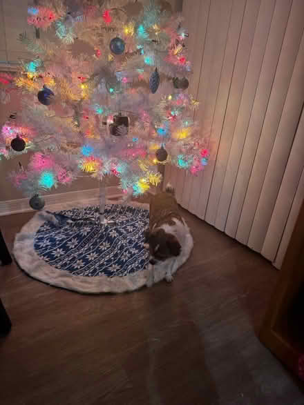 Photo of free Pre-lit Christmas tree/ decorations (Jensen Beach, FL) #4