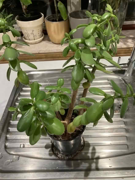 Photo of free Succulents (Broadstairs CT10) #1