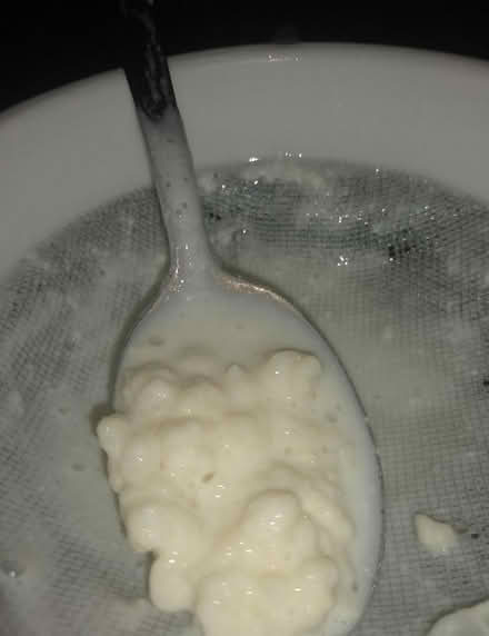 Photo of free Milk kefir grains (Newtown RG1) #1