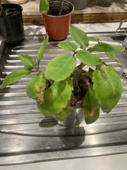 Photo of free Kalanchoe plants (Broadstairs CT10) #1