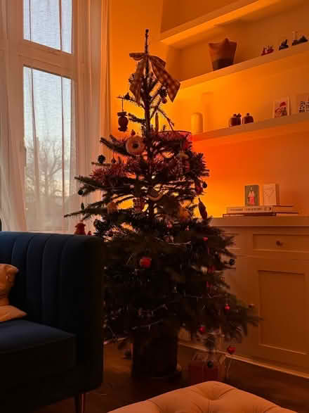 Photo of free Potted Christmas tree (Hither Green) #1
