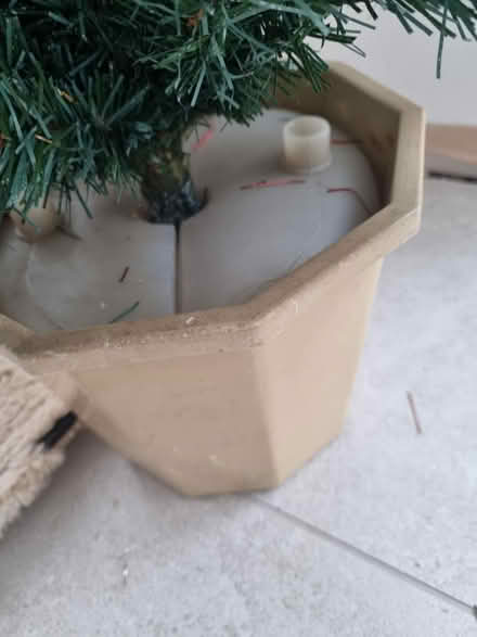 Photo of free Christmas tree (Loughborough) #2