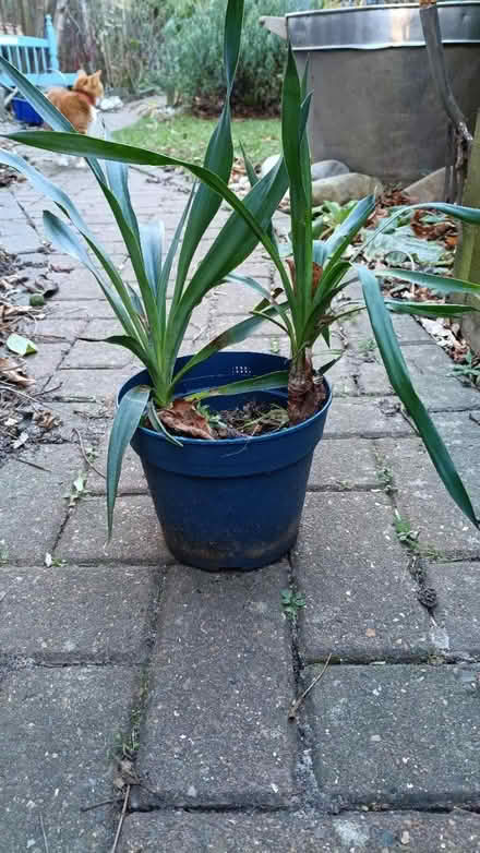 Photo of free Yucca plants (Stanford le hope, SS17) #1