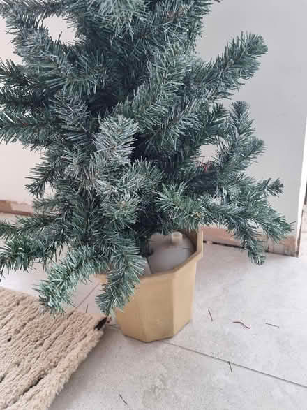 Photo of free Christmas tree (Loughborough) #3