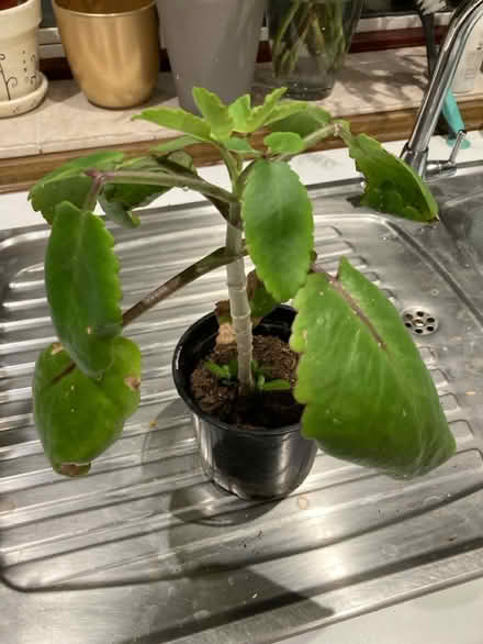 Photo of free Kalanchoe plants (Broadstairs CT10) #3