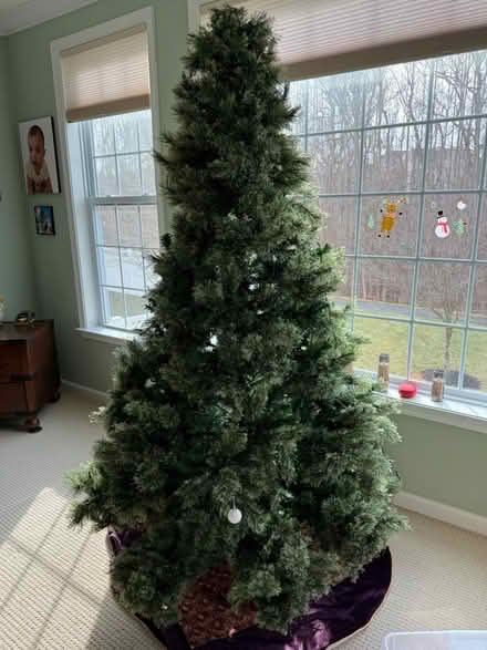 Photo of free Christmas Tree. 7 foot (Marlboro Rodge) #1