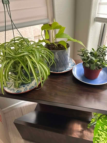 Photo of free Four healthy house plants (Chandler, AZ) #1
