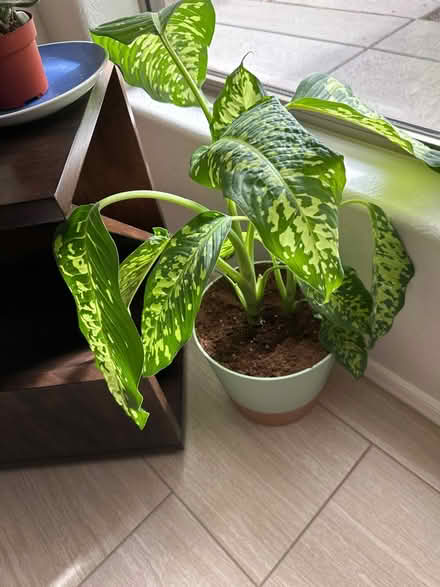 Photo of free Four healthy house plants (Chandler, AZ) #2