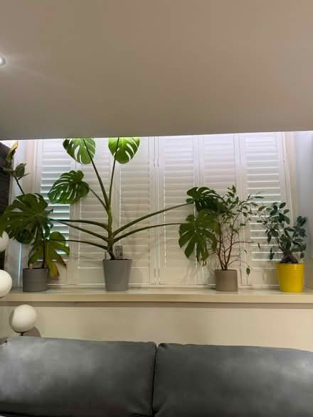 Photo of free 4 plants free with pots (Enfield N13) #1