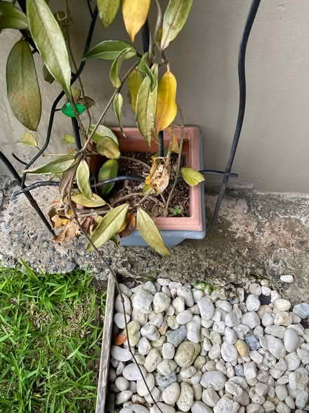 Photo of free Hoya plant (Rockdale) #2