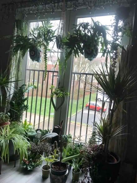 Photo of House plants (LS16 cookridge) #1