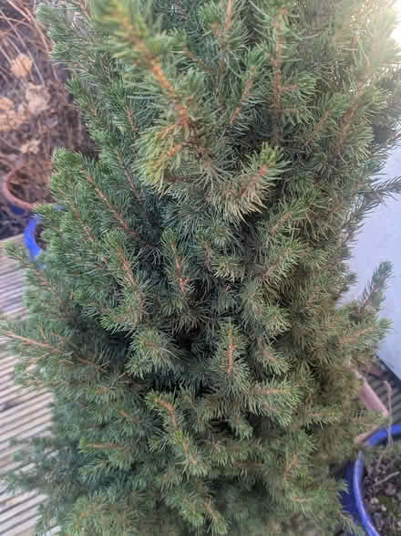 Photo of free Small potted spruce tree (M32 stretford) #2
