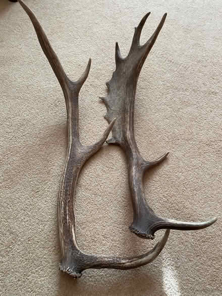 Photo of free Antlers (West Wickham area) #1