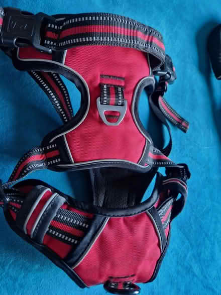 Photo of free Heele red harness size L (Biddulph) #1