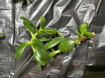 Photo of free Money plant Jade (Headington OX3) #3