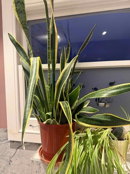 Photo of free Plants pots and soil (Kilburn) #1