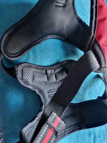 Photo of free Heele red harness size L (Biddulph) #2
